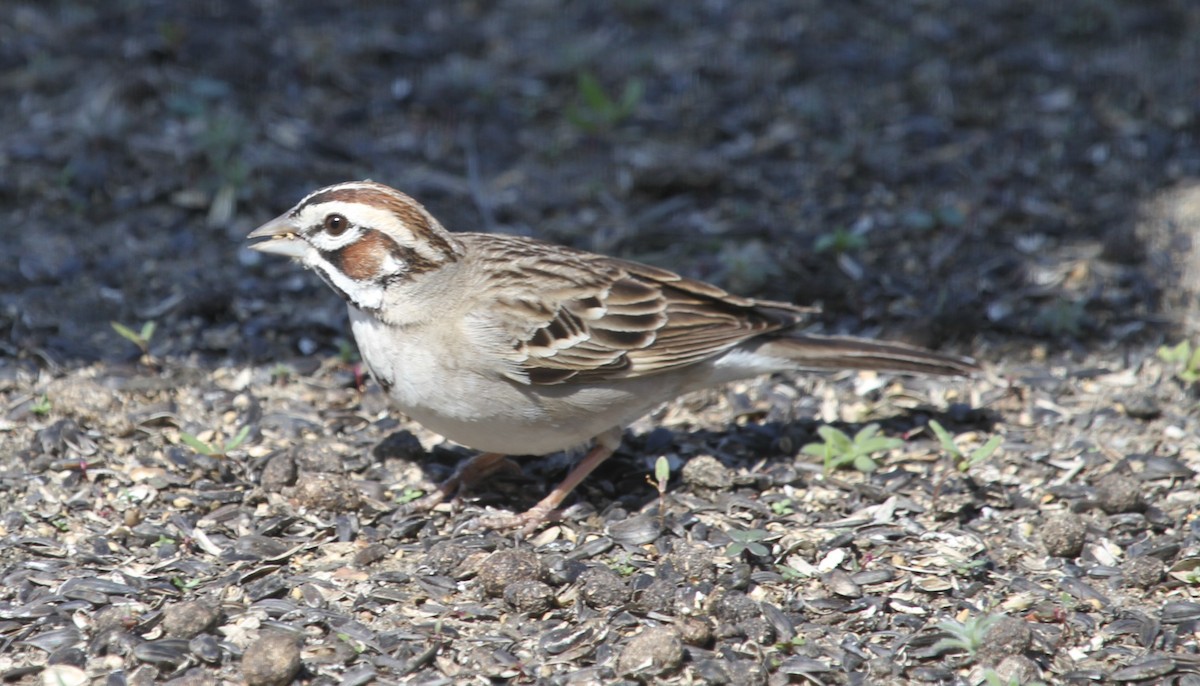 Lark Sparrow - ML642912369