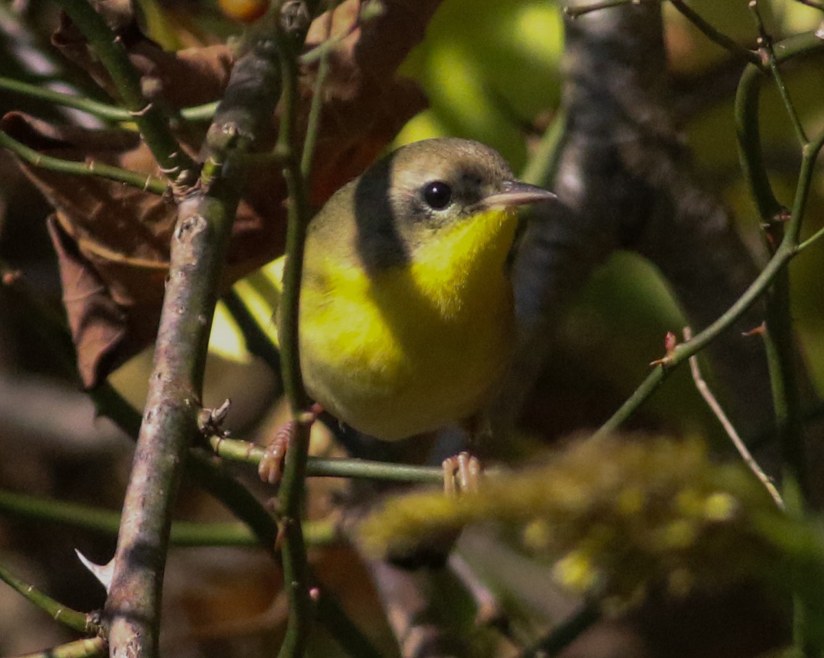 Common Yellowthroat - ML642912373