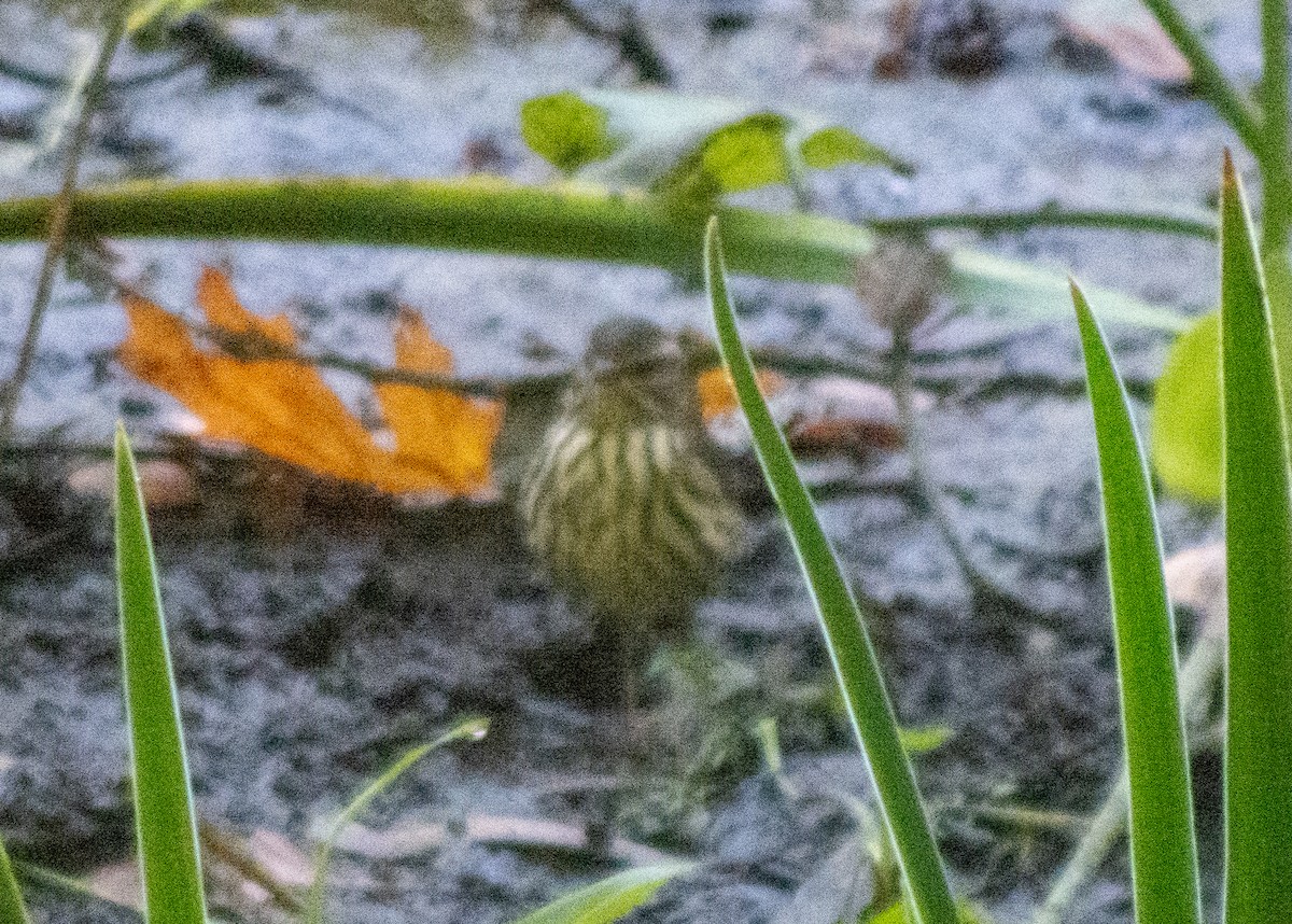 Northern Waterthrush - ML642912382