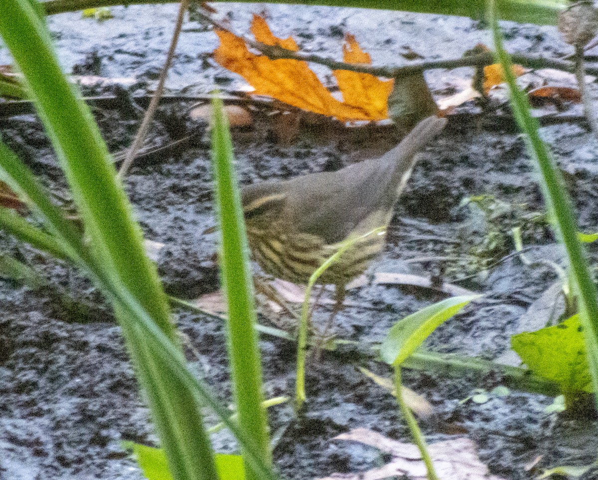 Northern Waterthrush - ML642912383