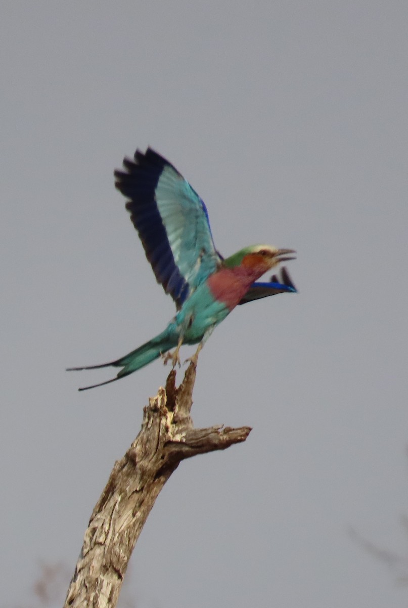 Lilac-breasted Roller - ML642912386