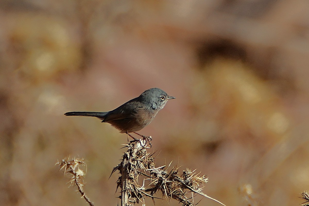 Tristram's Warbler - ML642912387