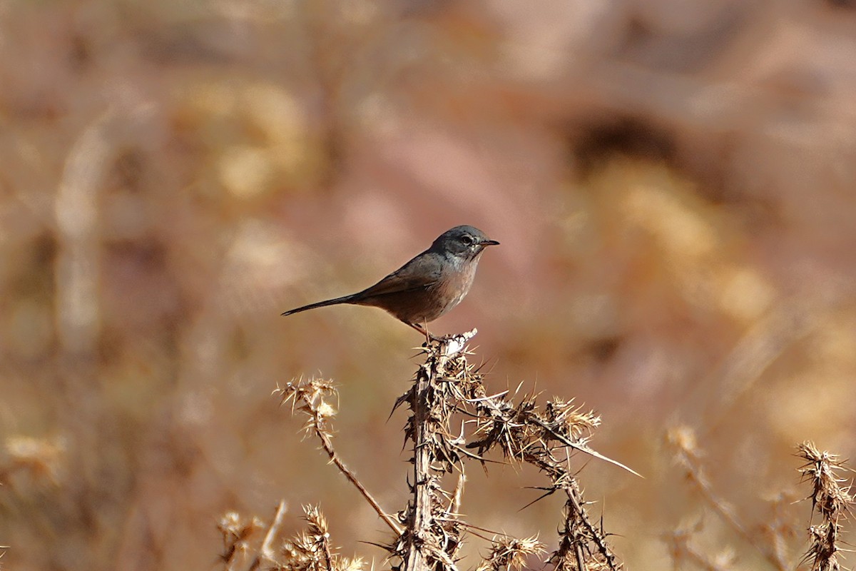 Tristram's Warbler - ML642912388