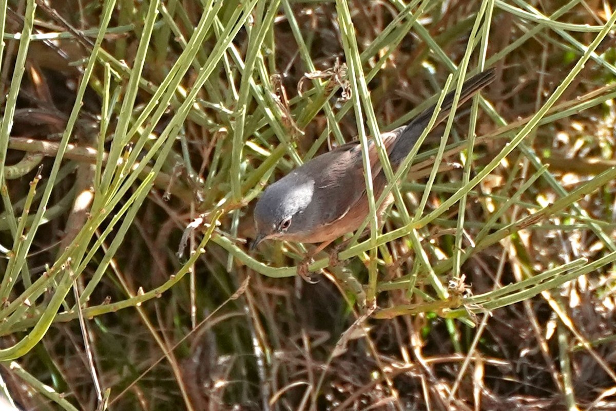 Tristram's Warbler - ML642912389