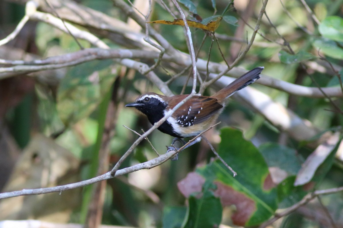 Rusty-backed Antwren - ML642912393