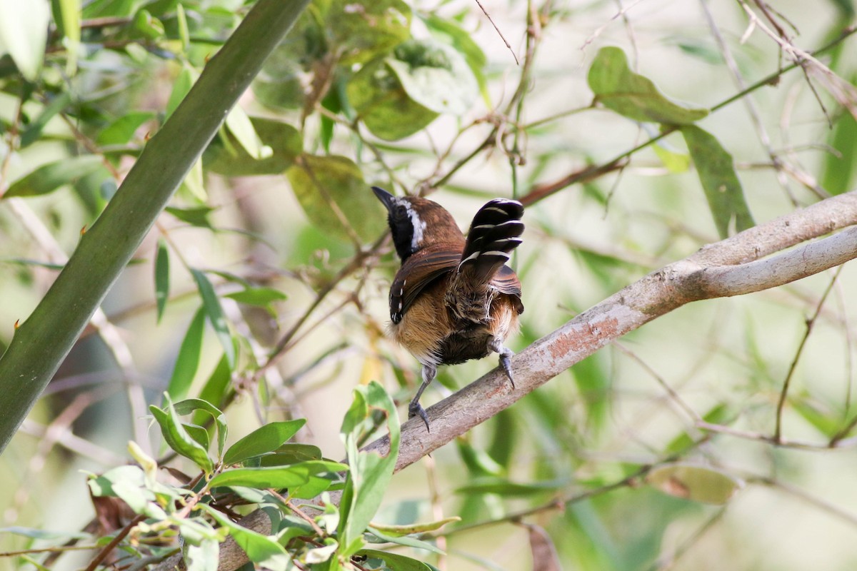 Rusty-backed Antwren - ML642912394