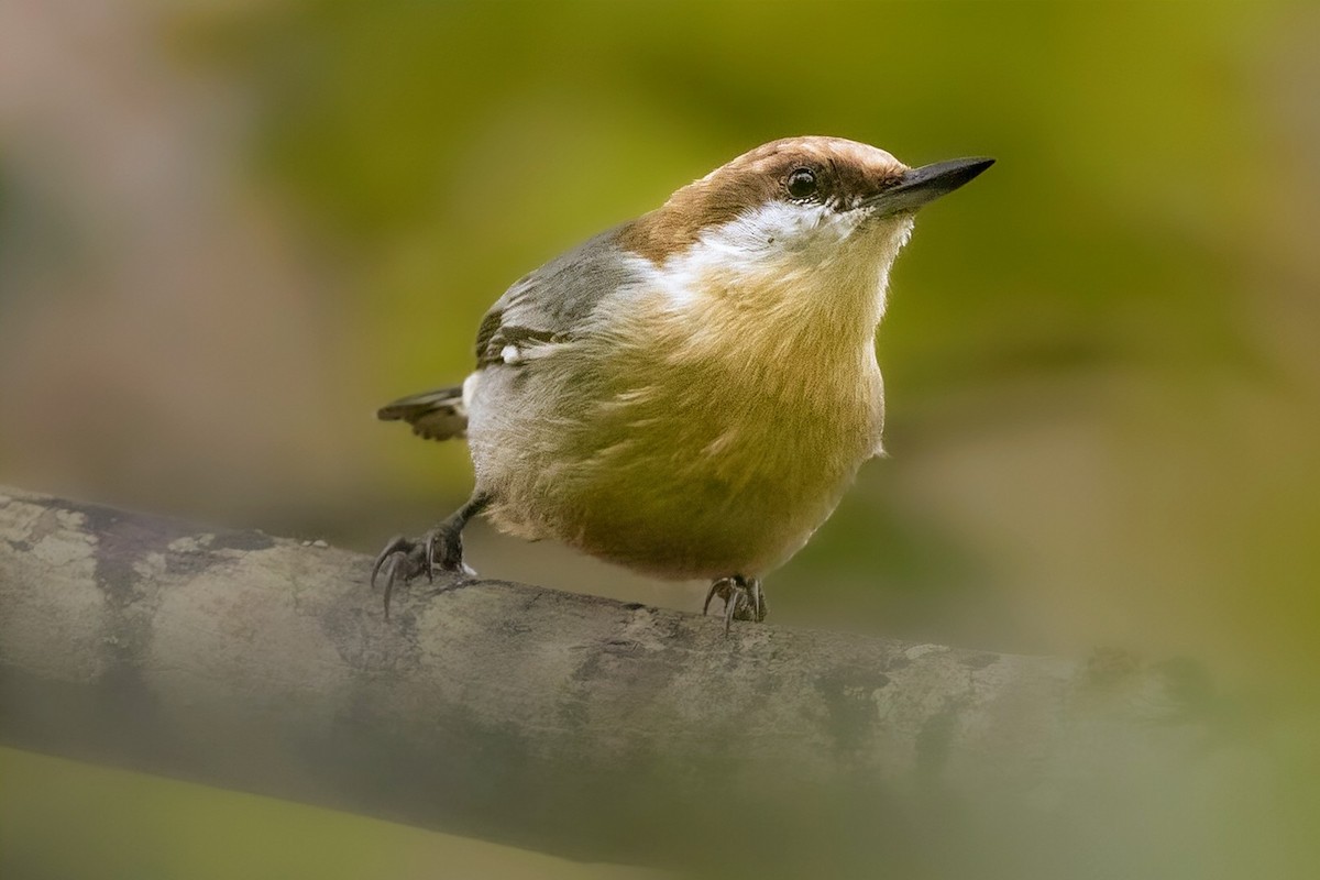 Brown-headed Nuthatch - ML642912403