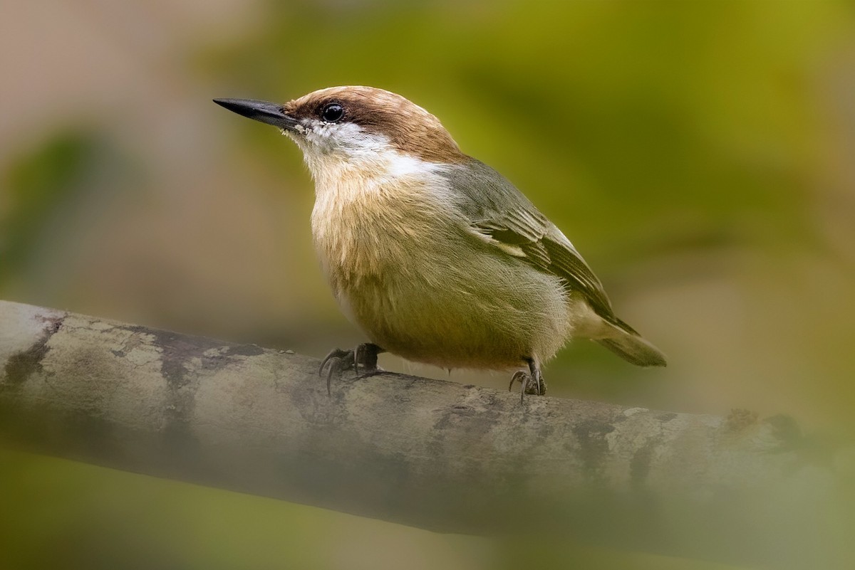 Brown-headed Nuthatch - ML642912404