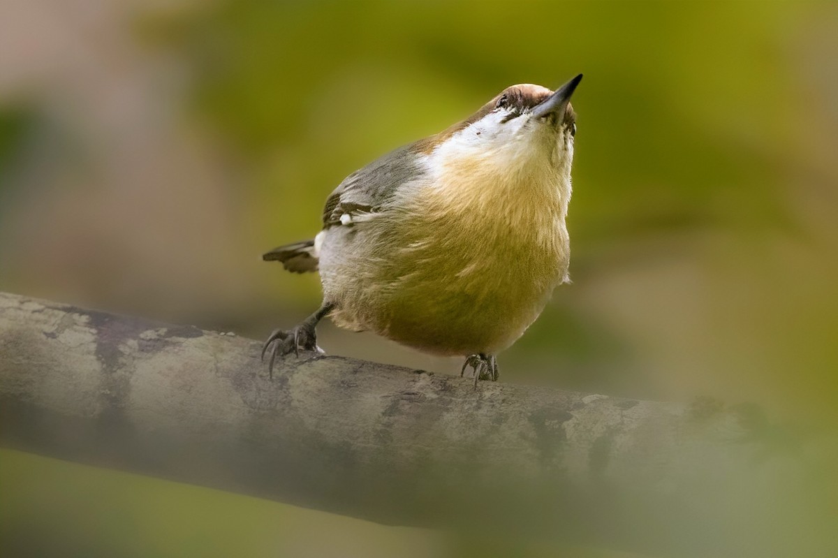 Brown-headed Nuthatch - ML642912405