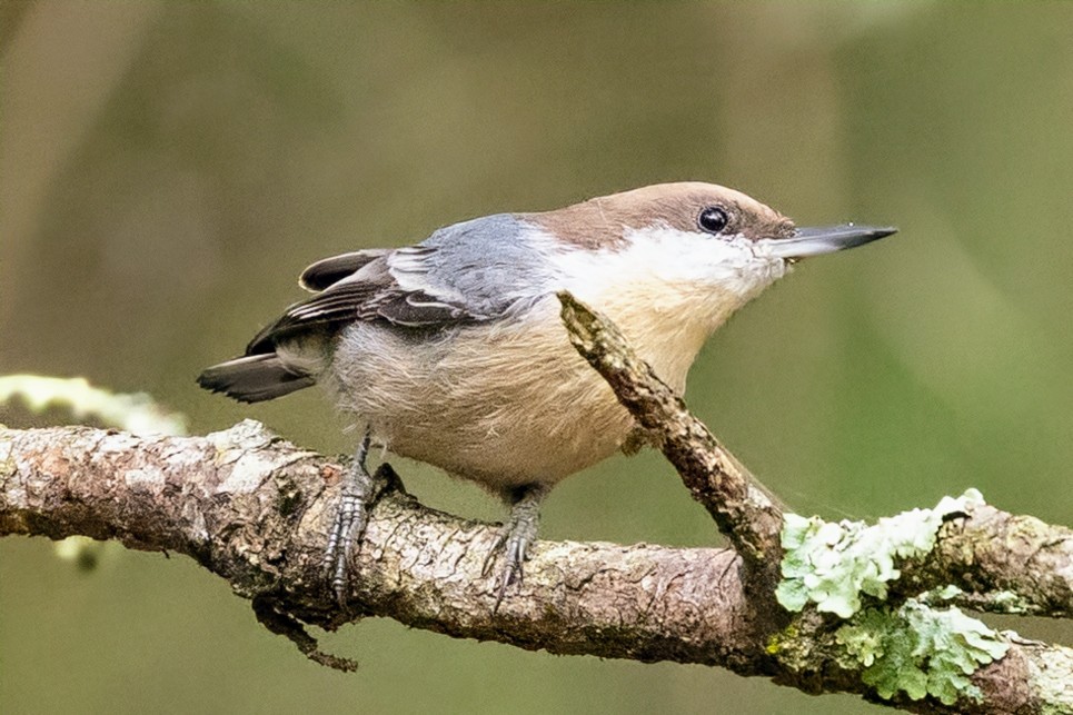 Brown-headed Nuthatch - ML642912406