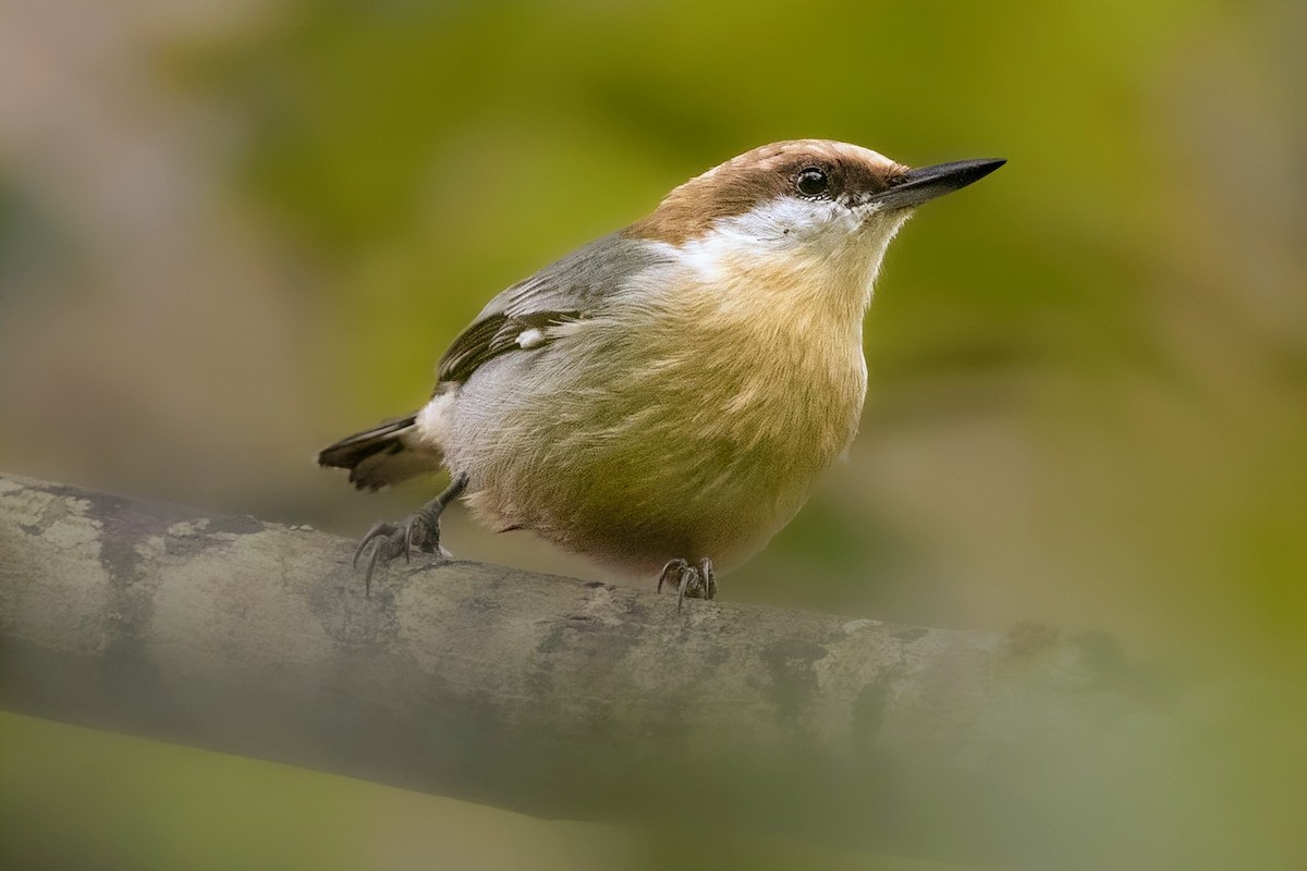 Brown-headed Nuthatch - ML642912407
