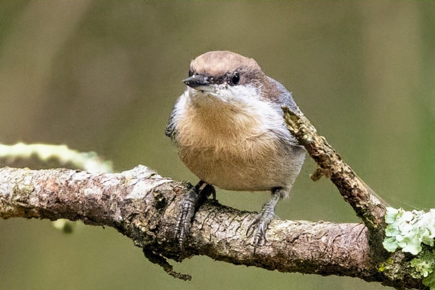 Brown-headed Nuthatch - ML642912408