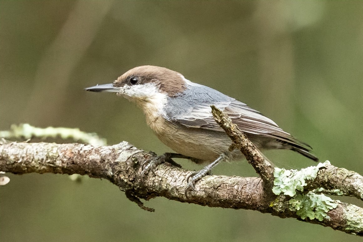 Brown-headed Nuthatch - ML642912409