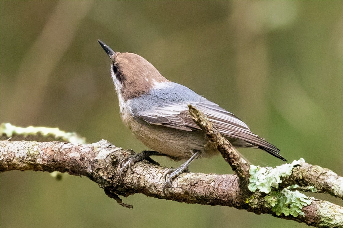Brown-headed Nuthatch - ML642912410