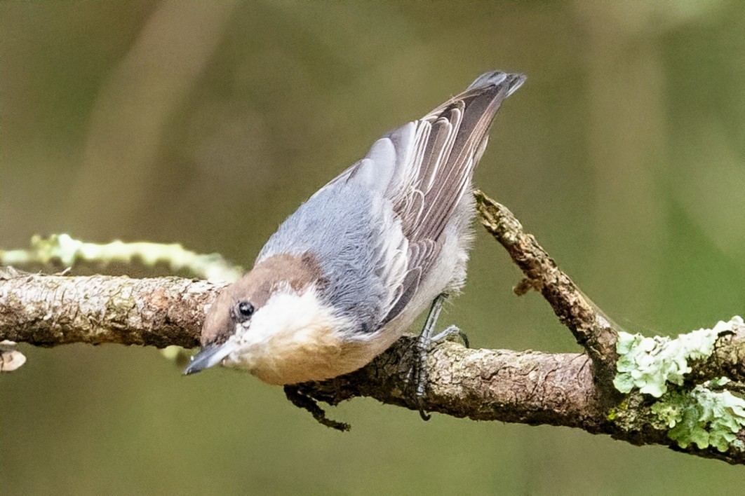 Brown-headed Nuthatch - ML642912411