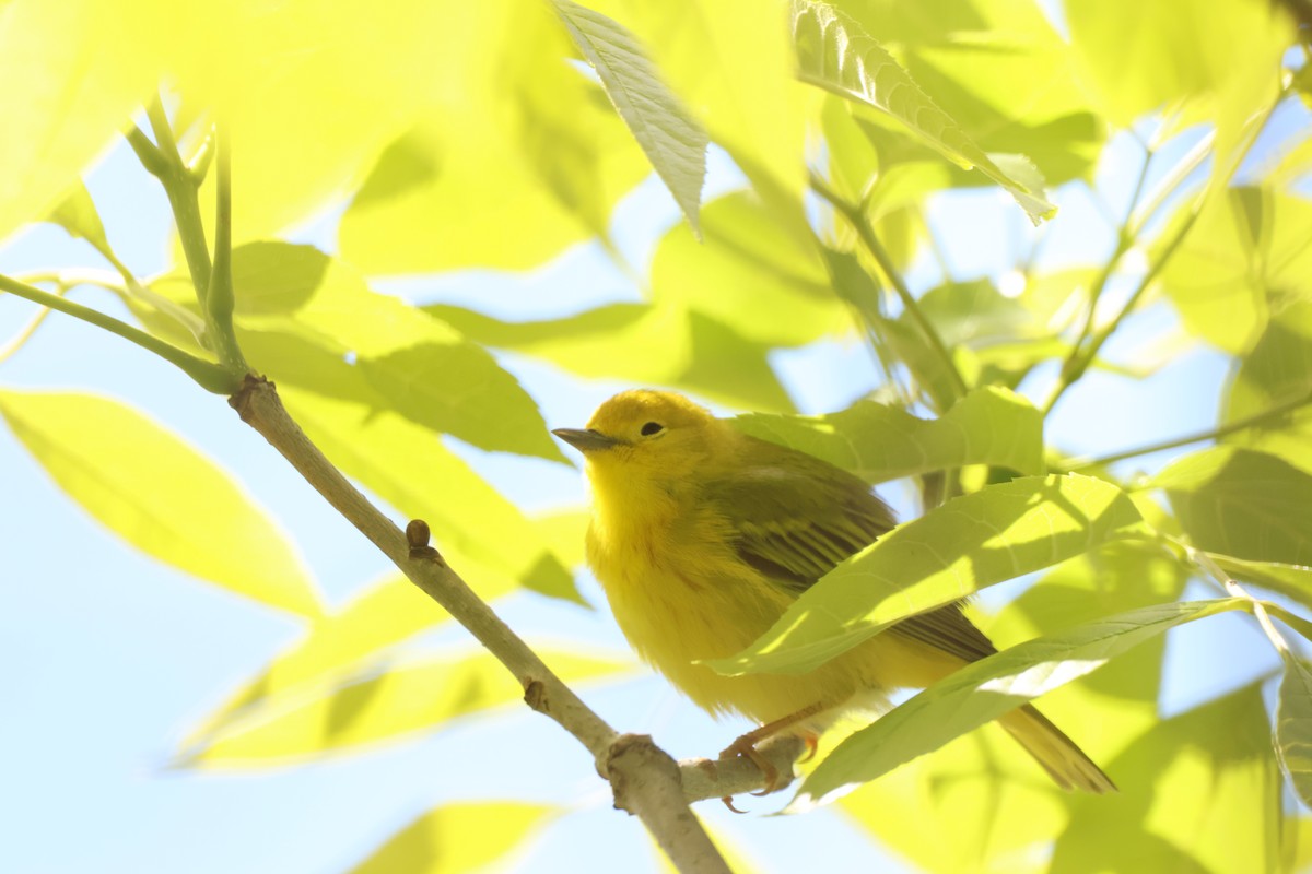 Yellow Warbler - ML642912415