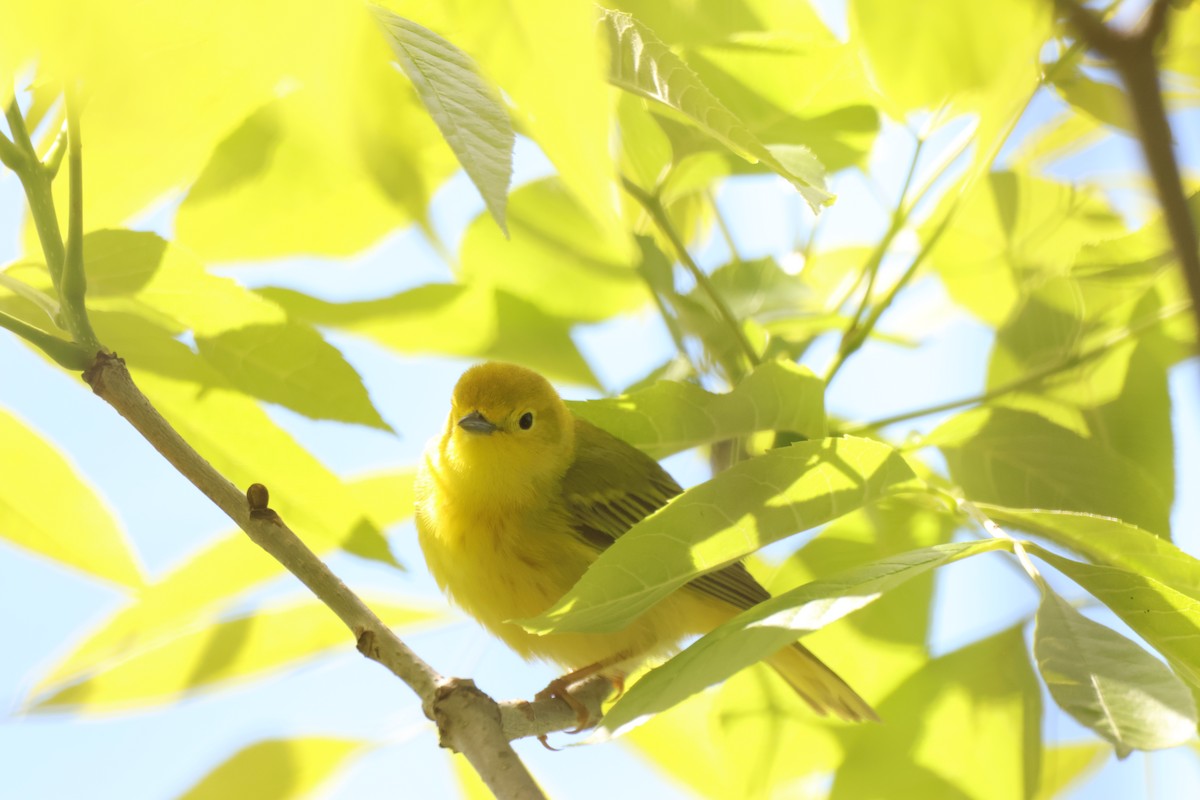 Yellow Warbler - ML642912417