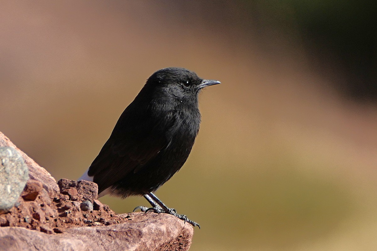 Black Wheatear - ML642912421