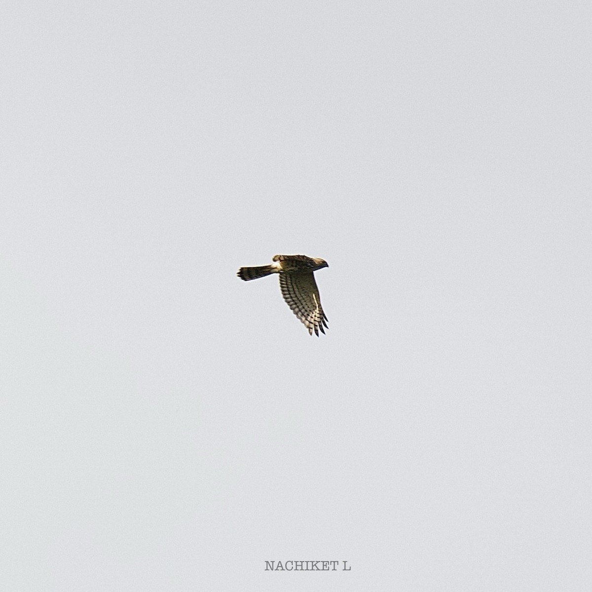 Shikra - ML642912431
