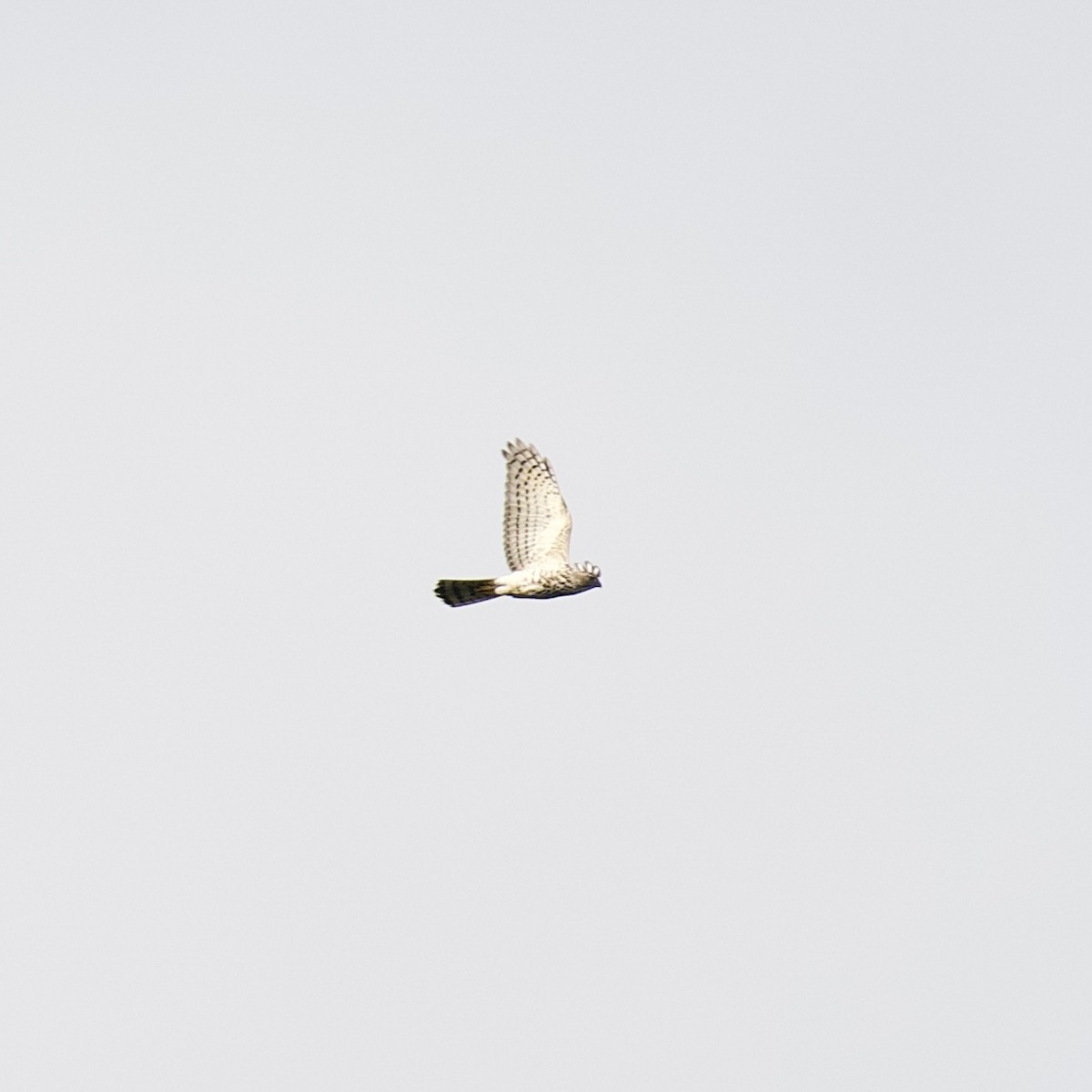 Shikra - ML642912432