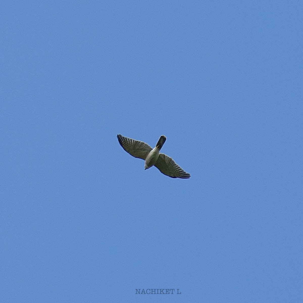 Shikra - ML642912433