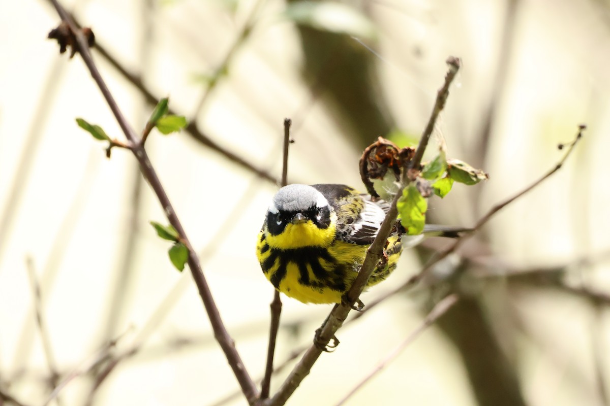 Magnolia Warbler - Josiah Rajasingh