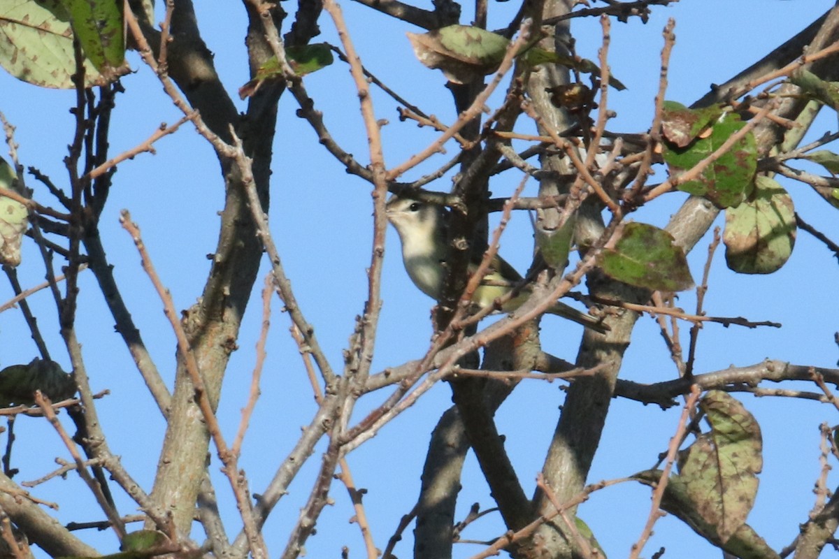 sangvireo - ML642912444