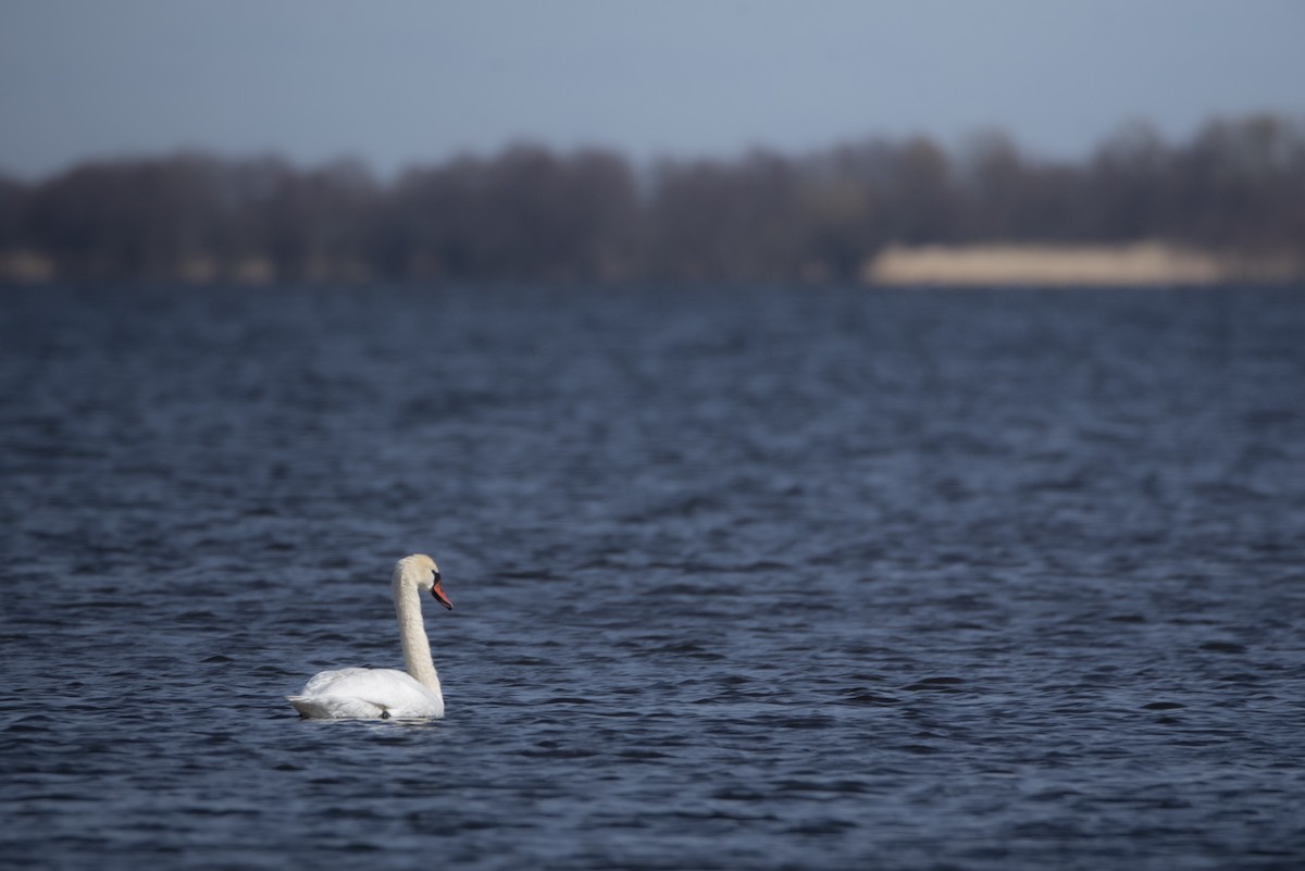 Cigno reale - ML642912445