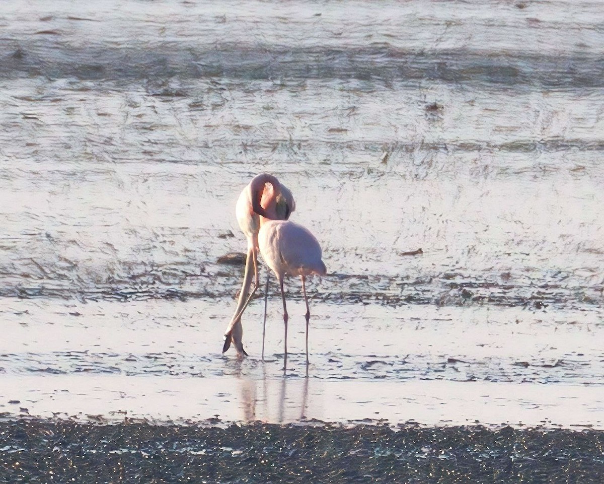Lesser Flamingo - ML642912452