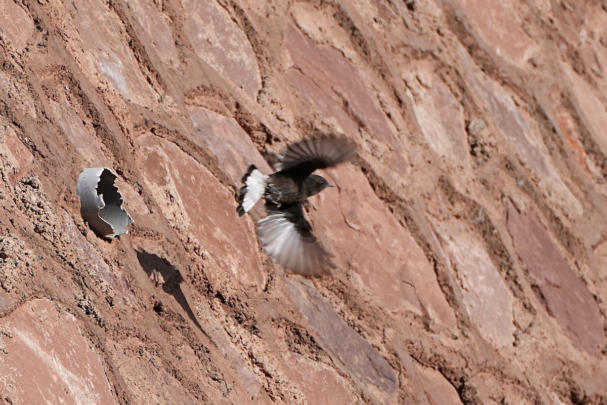 Black Wheatear - ML642912453