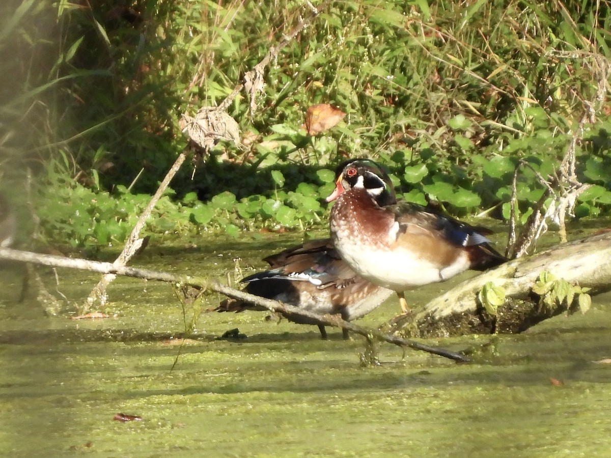 Wood Duck - ML642912454
