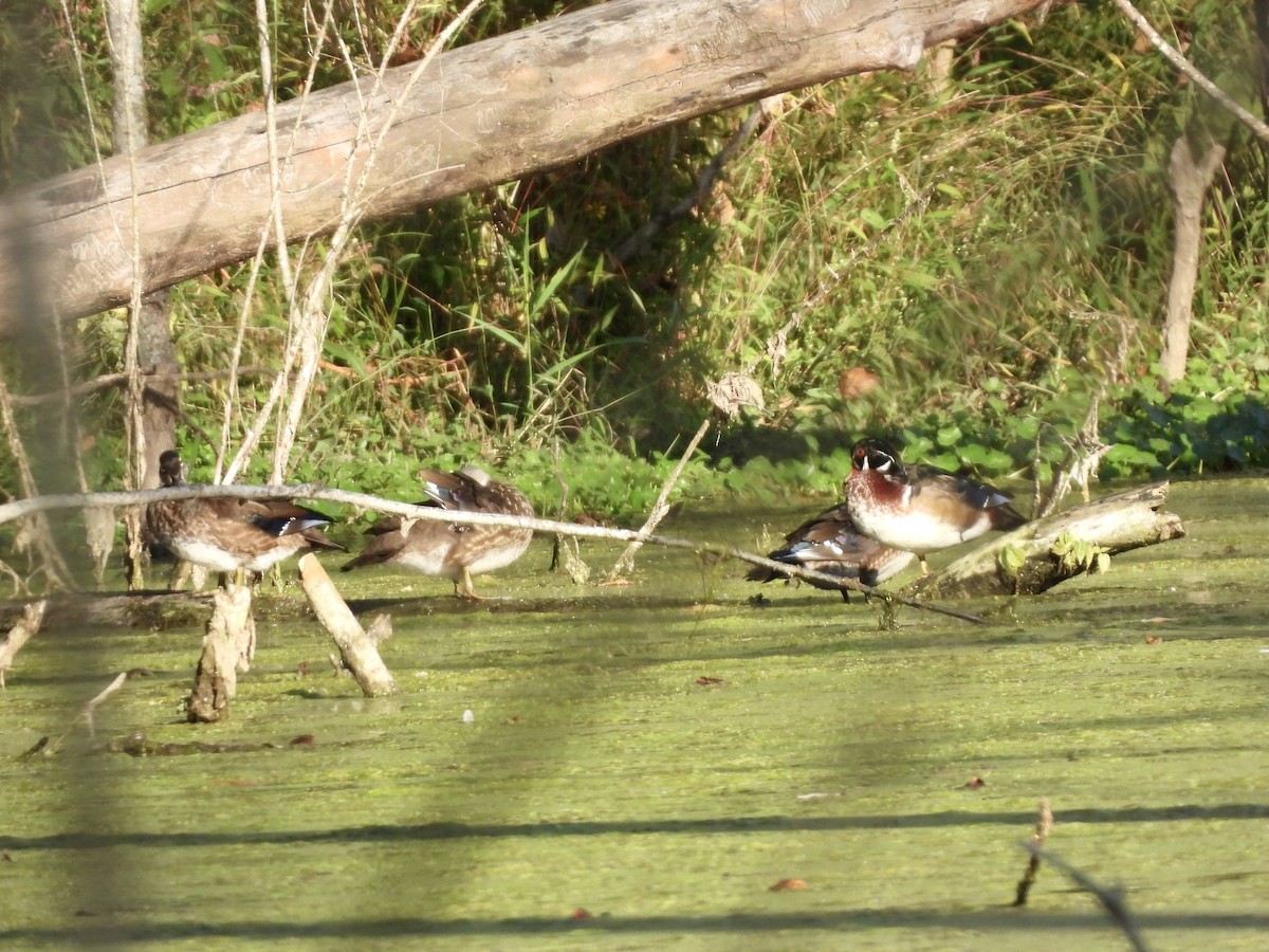 Wood Duck - ML642912455