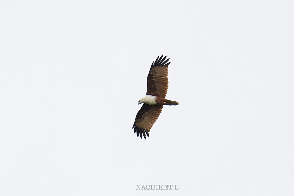 Brahminy Kite - ML642912460