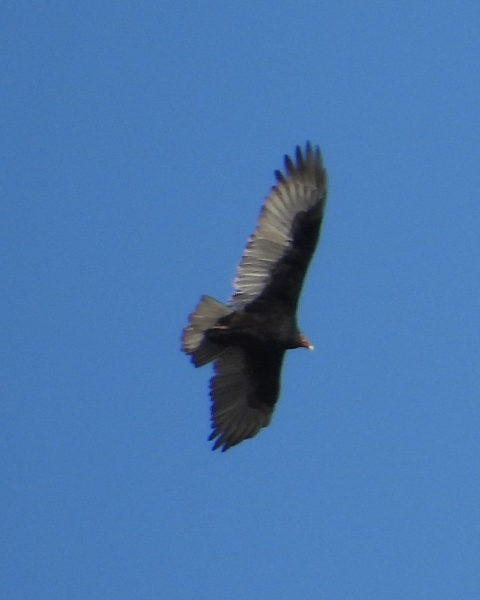 Turkey Vulture - ML642912461