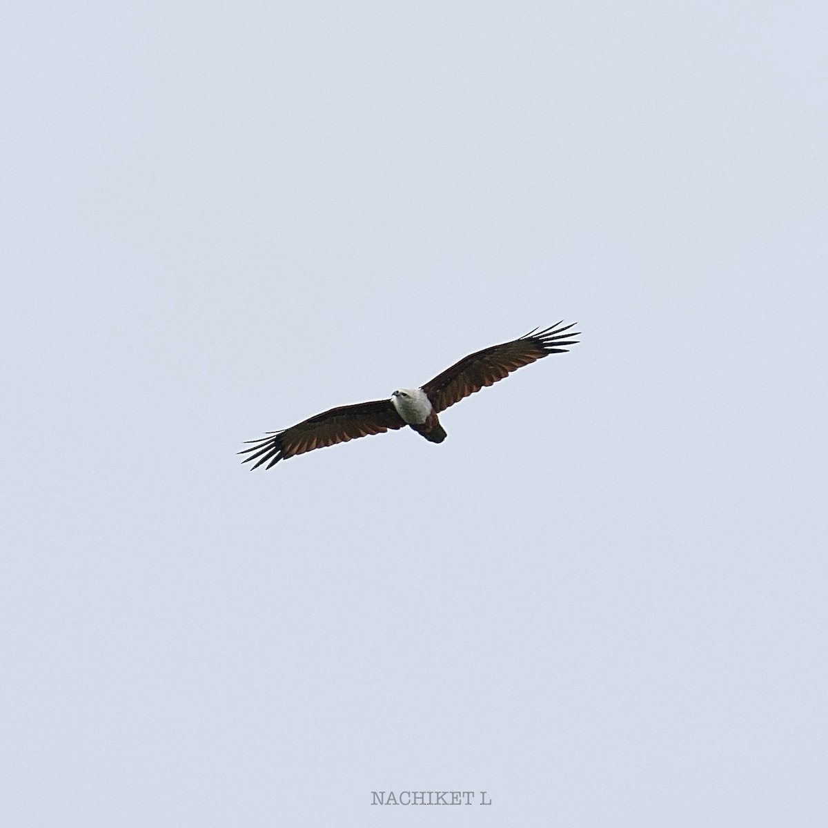 Brahminy Kite - ML642912462