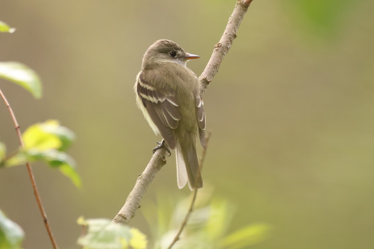 Willow Flycatcher - ML642912466