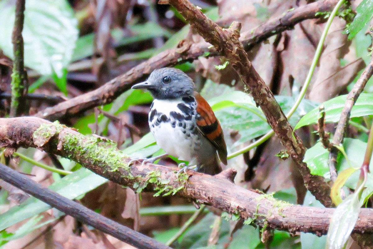 Spotted Antbird - ML642912477