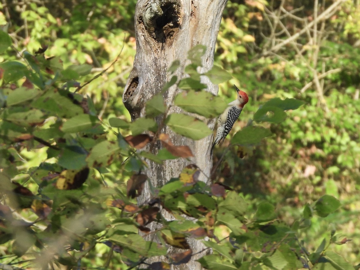 Red-bellied Woodpecker - ML642912484