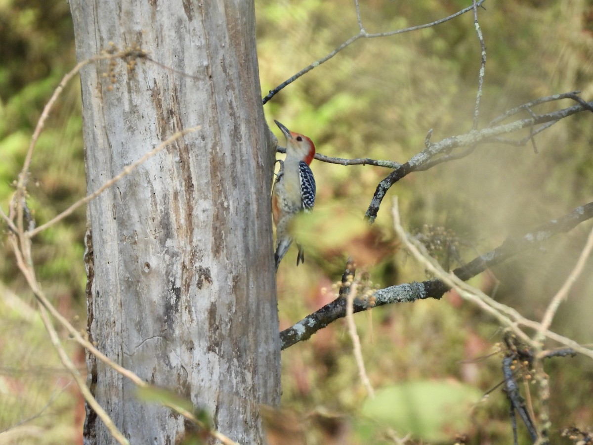 Red-bellied Woodpecker - ML642912485