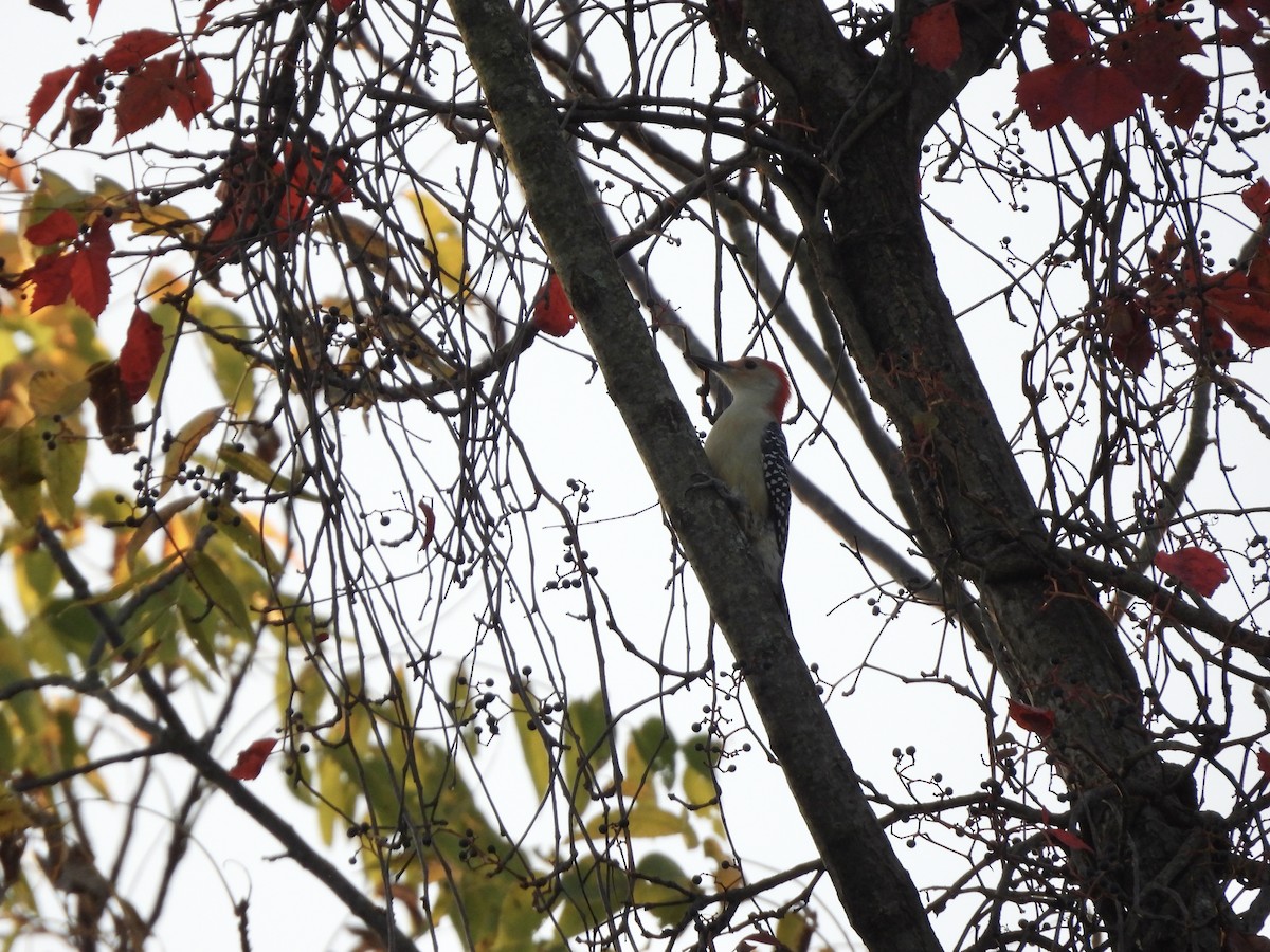 Red-bellied Woodpecker - ML642912486