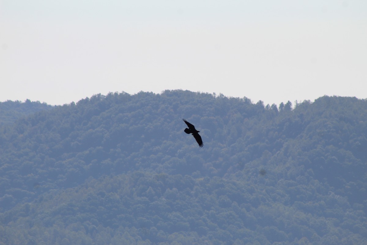 Common Raven - Aaron Hemming