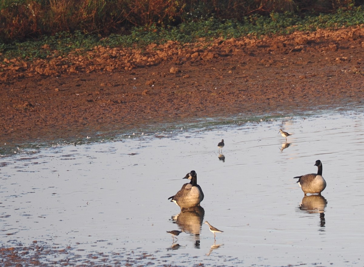 Stilt Sandpiper - ML642912502