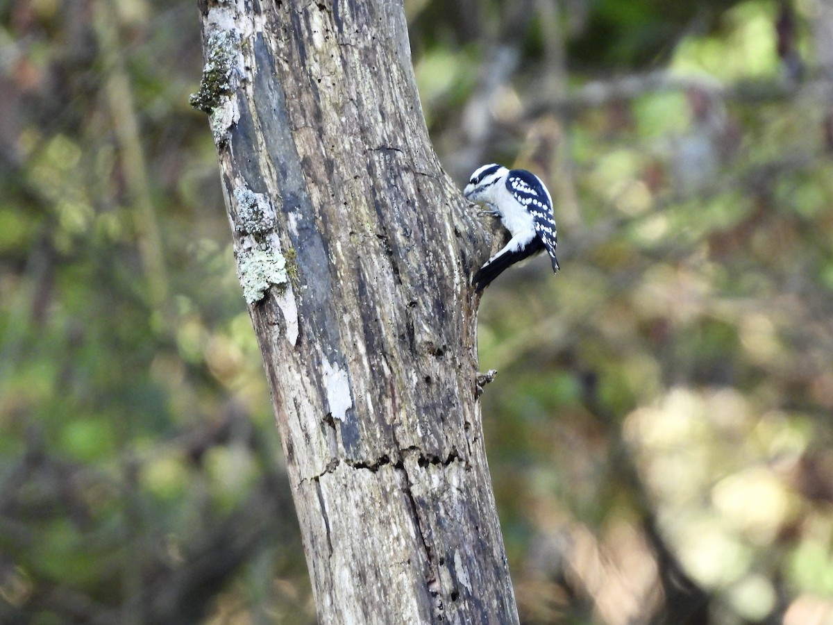 Downy Woodpecker - ML642912503