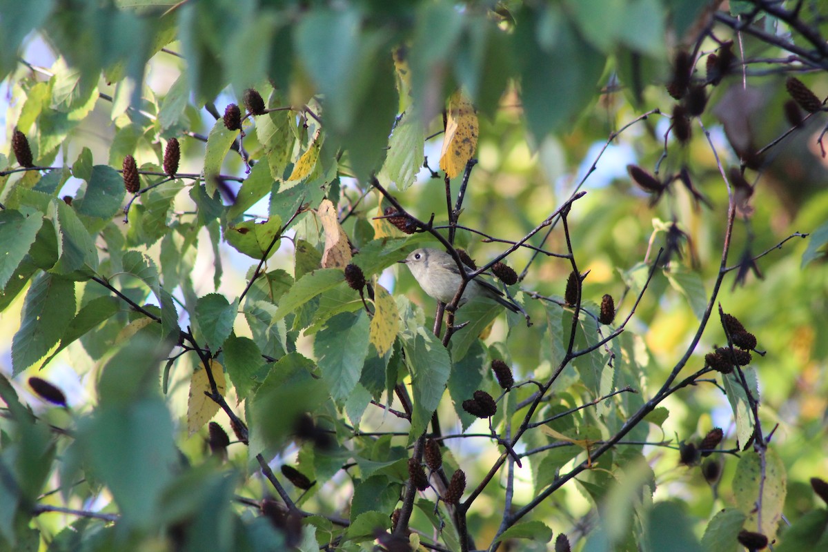 Ruby-crowned Kinglet - ML642912505