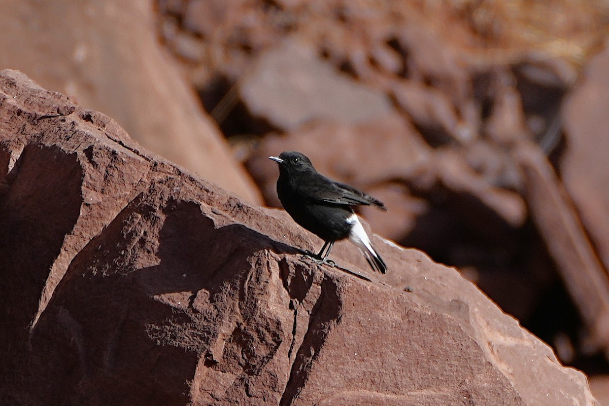 Black Wheatear - ML642912511