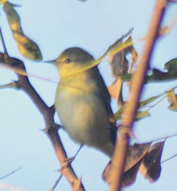 Philadelphia Vireo - ML642912513