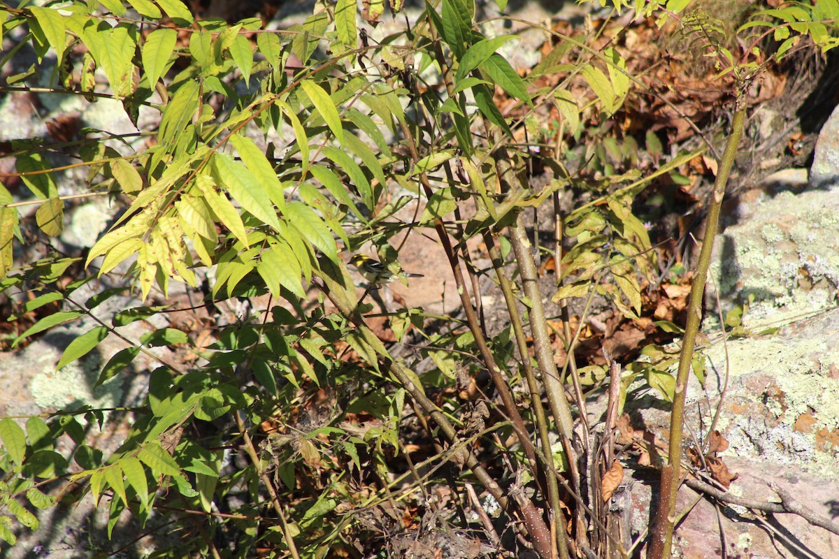 Black-throated Green Warbler - ML642912515
