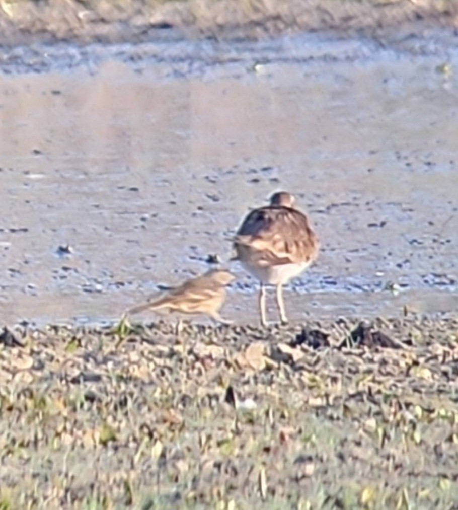 Pipit d'Amérique - ML642912518