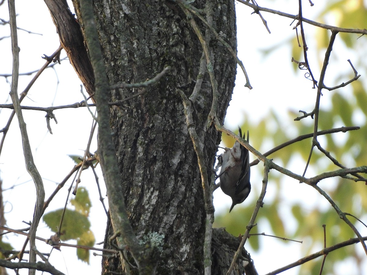 White-breasted Nuthatch - ML642912530
