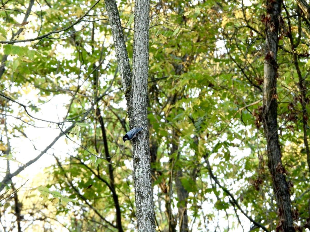 White-breasted Nuthatch - ML642912531